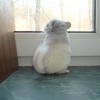 Мишель Пфайфер