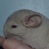 Каприз