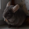 Касатка