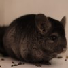 Марк