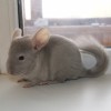 Портос