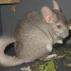 Элла