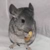 Мирра