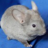 Милло