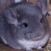 Филла