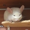 Белочка