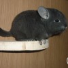 Шанти