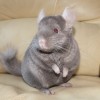 Клод