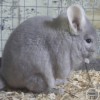 Мила