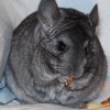 Марика