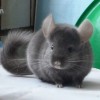 Кузьма