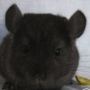 Лана