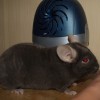 Чао бейби