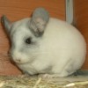 Вилли из Машеньки