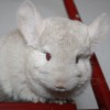 Карина_Кира
