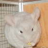 нателла