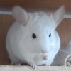 новелла