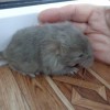 Молли
