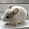 Лилу