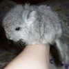 1 мес 1 нед