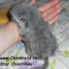 1 мес 1 нед