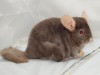 4 мес