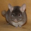 Манфред
