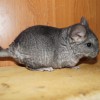 Каспер