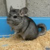 Манюня