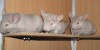 2 мес