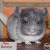 Лаки Бонжур