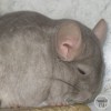 ЧелЧин Макс