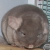 Мартин