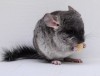 2 мес