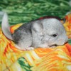 Винтик
