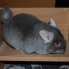 Лайне
