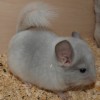 Линкор