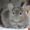 Матроскин