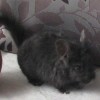 Изабель
