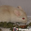 Злата