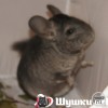 Мила