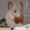 Немо