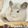 Клоди