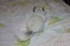 около 3 мес.
