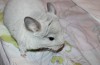 около 3 мес.