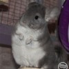 Фаня