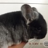 без клички