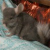 Серафима