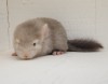 2 нед