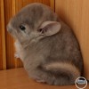 Дастин